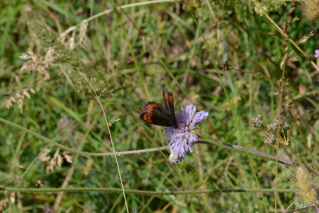 Erebia. Si, ma quale specie?  Erebia ligea ed Erebia albergana